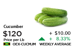 Cucumber