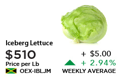 Iceberg Lettuce