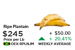 Ripe Plantain