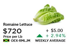 Romaine Lettuce