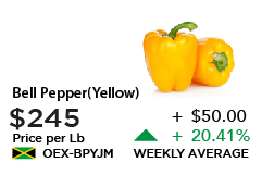 Yellow Bell Pepper